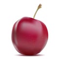 Realistic vector plums. Royalty Free Stock Photo