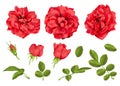 Realistic vector red rose set. 3d roses