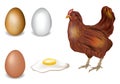 Realistic vector set of the chicken, egg and fried eggs for your design. Brown hens