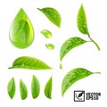 Realistic vector set of elements: tea leaves and dew drops or oi Royalty Free Stock Photo