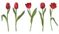 Realistic vector tulips Royalty Free Stock Photo