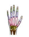 Hand bones with anotations for learning or medical publications. Royalty Free Stock Photo