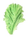 Realistic vintage watercolor leaf lettuce botanical illustration