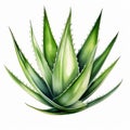 Realistic Watercolor Aloe Vera Leaf Vector Illustration