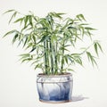 Realistic Watercolor Bamboo Drawing On White Background