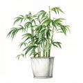 Realistic Watercolor Bamboo Plant In White Pot
