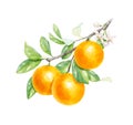 Realistic watercolor branch with oranges and white flowers isolated on a white background. Hand-drawn illustration