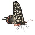 Realistic watercolor butterfly Papilio Antenor side view isolated transparent background