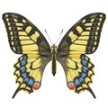 Realistic watercolor butterfly Papilio Machaon front view isolated transparent background