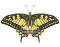 Realistic watercolor butterfly Papilio Machaon isolated transparent background