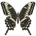 Realistic watercolor butterfly Papilio Ophidicephalus front view isolated transparent background