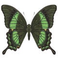 Realistic watercolor butterfly Papilio Palinurus isolated transparent background front view