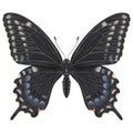 Realistic watercolor butterfly Papilio Polyxenes front view isolated transparent background