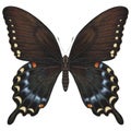 Realistic watercolor butterfly Papilio Troilus front view with transparent background