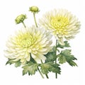 Realistic Watercolor Chrysanthemum Clipart On White Background Royalty Free Stock Photo