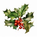 Realistic Watercolor Clip Art Of Meticulously Detailed Holly Leaves Royalty Free Stock Photo