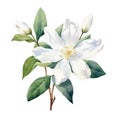 Realistic Watercolor Clipart of Jasmin Flower on White Background