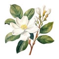 Realistic Watercolor Clipart of Jasmin Flower on White Background