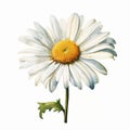 Realistic Watercolor Daisy Illustration: Danish Golden Age Inspired