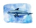 Realistic watercolor dolphin on a white background.