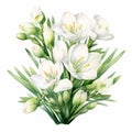 Realistic Watercolor Floral Arrangement: White Beauty Freesia On White Background