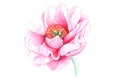 Realistic watercolor flower of peony, wild rose, lily isolated on white background Royalty Free Stock Photo