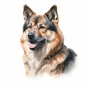 Realistic Watercolor German Shepherd Illustration On White Background Royalty Free Stock Photo