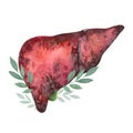 Realistic watercolor human liver