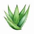 Realistic Watercolor Illustration Of Aloe Vera Plant