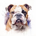 Realistic Watercolor Illustration Of English Bulldog On White Background Royalty Free Stock Photo