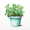 Realistic Watercolor Illustration Of Mint In A White Pot