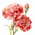 Realistic Watercolor Illustration Of Red Carnations On The Stem