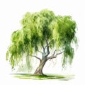 Realistic Watercolor Illustration Of A Small Weeping Willow Tree Royalty Free Stock Photo