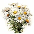 Realistic Watercolor Illustration Of White Daisy Flowers In A Vintage Vase