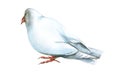 Realistic watercolor image of white dove isolated on white background. Pigeon rear view standing with folded wings. Hand Royalty Free Stock Photo