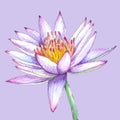 Realistic watercolor lilac water lily ore lotus on lilac background. Tropical isolated flower botanical illustration. Lotus