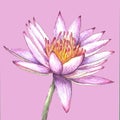 Realistic watercolor lilac water lily ore lotus on pink background. Tropical isolated flower botanical illustration. Lotus symbol