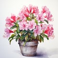 Realistic Watercolor Painting Of Azaleas In A Pot