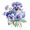 Realistic Watercolor Painting Of Blue Pansy Flowers Royalty Free Stock Photo