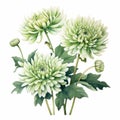 Realistic Watercolor Paintings Of Green Chrysanthemum Flowers