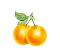 Realistic watercolor pair of oranges on a branch with a leaf on white. Hand-drawn illustration