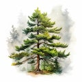 Realistic Watercolor Pine Tree Drawing In Rain Forest