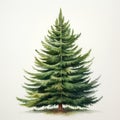 Realistic Watercolor Pine Tree Illustration By Beatrice Potter