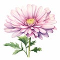 Realistic Watercolor Pink Daisy Clipart With Vintage Imagery