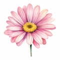 Realistic Watercolor Pink Daisy Illustration On White Background