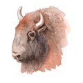 Realistic watercolor portrait of bison