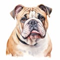 Realistic Watercolor Portrait Of Bulldog In Calm And Cute Expression Royalty Free Stock Photo