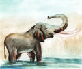 Realistic watercolor portrait of elephant swimming in river. Big animal with huge dangerous tusks and curved trunk standing in Royalty Free Stock Photo