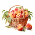 Realistic Watercolor Portrait Of Peach In Basket - High Resolution Illustration Royalty Free Stock Photo