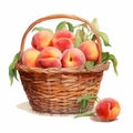Realistic Watercolor Portrait Of Peaches In A Basket - Detailed Illustration